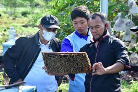 Namun keasliannya perlu dititikberatkan kerana 60% madu yang ada di pasaran banyak yang tiruan. Ayo Minum Madu Lebah Asli Pulau Bengkalis Dijamin Jos