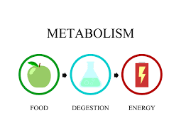 Introduction – Nutrition and Physical Fitness