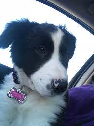 3 Month Old Border Collie Bella Dog Quotes Collie Mix Border Collie