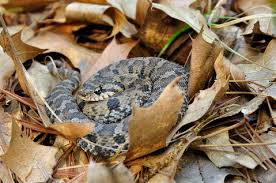 Check out our hognose pet selection for the very best in unique or custom, handmade pieces from our shops. Eastern Hognose Snake For Sale Reptiles For Sale