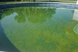 Remove And Prevent Algae Growth