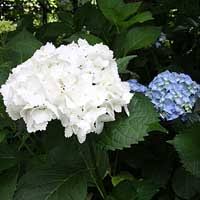 Hydrangea flowers are shipped with water bags attached to each stem to keep the flower hydrated during shipping. Hydrangea Plants For Sale Hydrangea Care And Pruning Nurseries Online