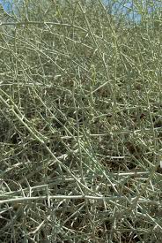 Image result for Acanthosicyos