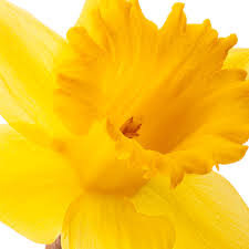 Easter is a great time of year to send flowers! Easter Flowers Delivered Free Next Day Serenata Flowers