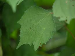 Image result for Triumfetta