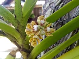 Image result for Eulophia hirschbergii