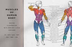 You can control your skeletal muscles to walk, run, pick up things, play an instrument, throw a baseball, kick a soccer ball, push a lawnmower, or ride a bicycle 3. Muscles Of The Human Body Illustration Creative Market