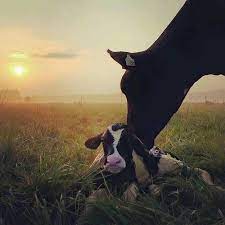 Pin By Sandrine Acca On Farm Love Simplicidad Adorable Cute Cows Farm Photography Cow Photography
