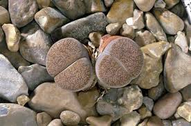 Image result for Lithops lesliei