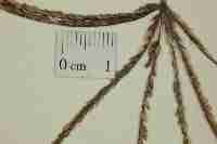 Image result for Cynodon nlemfuensis