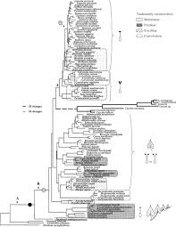 Image result for Paralepistemon shirensis