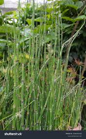 Image result for Equisetum ramosissimum