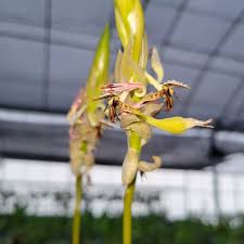 Image result for Bulbophyllum schinzianum