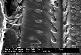 Image result for Psydrax martinii