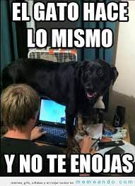 Pin By Cristina On El Verbo Amar Funny Animals Funny Dogs Funny Animal Pictures