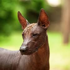 For now, we cannot support some fields of business , for example financial services, licensed activities or selling physical goods. Xoloitzcuintli Mexican Hairless Dog Full Profile History And Care