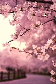 Tons of awesome cherry blossom desktop background to download for free. Japanese Pink Tree Wallpaper