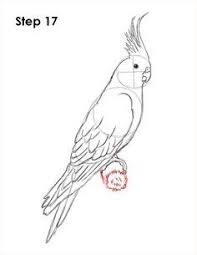 Draw Cockatiel Bird 17 Jpg 386 500 Bird Drawings Parrot Drawing Cockatiel