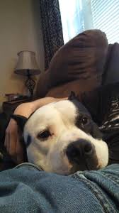Oreo Chilling Out With Me Pitbull Kopek Evcil Hayvanlar