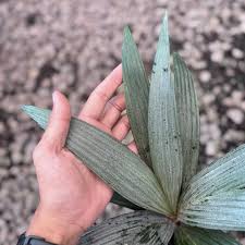 Image result for Samanea leptophylla