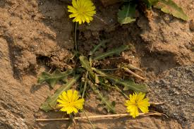 Image result for Launaea rogersii