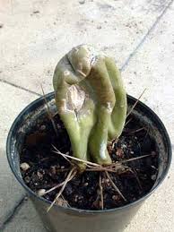 Como acelerar el crecimiento personal. Cultivo Jardineria Cuidados Injertos De Plantas Suculentas Reproduccion Plagas Y Cactus