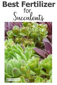 This fertilizer has been lauded by consumers looking at unhealthy succulents. Best Fertilizer For Succulents Resource Of Safe Choices