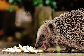 Einige wie zum beispiel die engerlinge des nashornkäfers oder die des rosenkäfers sind durchaus auch die unterstützung natürlicher feinde wie igel und vögel im garten dämmt die vermehrung spürbar ein. Igel Im Garten Dehner