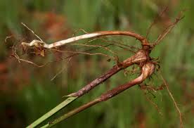 Image result for Scleria bulbifera