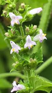 Image result for Cantinoa americana