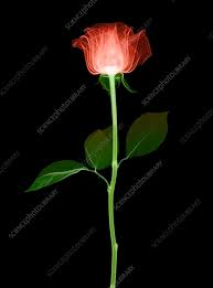 Image result for Rosa sp.