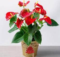Flamingo Lily Anthurium Care And Cultivation In Room Condition