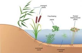 Image result for Phragmites