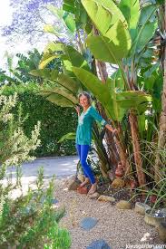 Giant Bird Of Paradise Arizona Thoughts On Moving From My Beloved Garden Joy Us Garden Beautiful Gardens Landscape Indoor Gardening Kit Garden