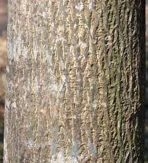 Image result for Ptaeroxylon obliquum