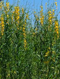 Image result for Crotalaria juncea