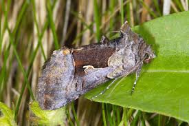 Image result for Syngrapha hochenwarthi