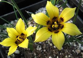 Image result for Romulea