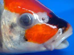 Check spelling or type a new query. Mengobati Penyakit Mata Putih Seperti Katarak Pada Ikan Hias