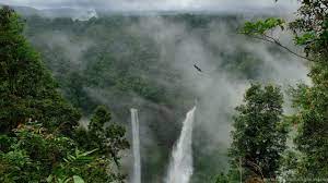 Rainforest wallpaper widescreen rain forest of androids hd. Rain Forest Wallpapers Walldevil Best Free Hd Desktop And Desktop Background