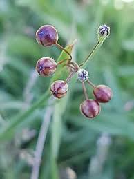 Image result for Sisyrinchium micranthum