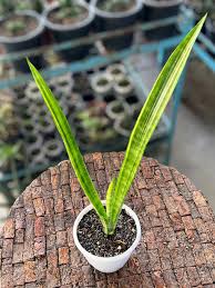 Image result for Sansevieria parva