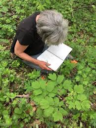 Image result for Kotschya capitulifera