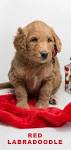 Miniature Labradoodle Breeder in North Carolina