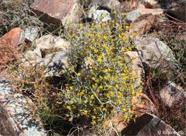 Image result for Melolobium