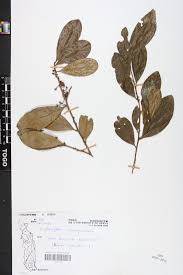 Image result for Erythroxylum emarginatum
