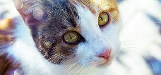 How long was it a few decades ago? Feline Kidney Disease Metropolitan Veterinary Associates