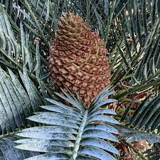Image result for Encephalartos schmitzii