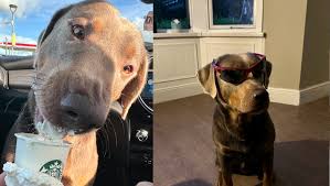 Fundraiser by Benjamin Eccles : Help Bronson the adventurous silver lab