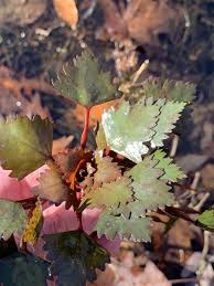 Image result for Trapa